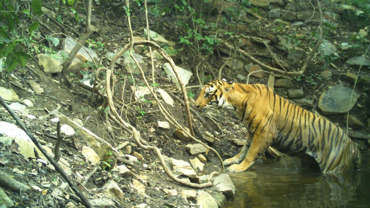 Royal Bengal Tiger awaits a red carpet welcome in Seshachalam